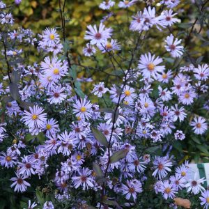Aster laevis 'Calliope'