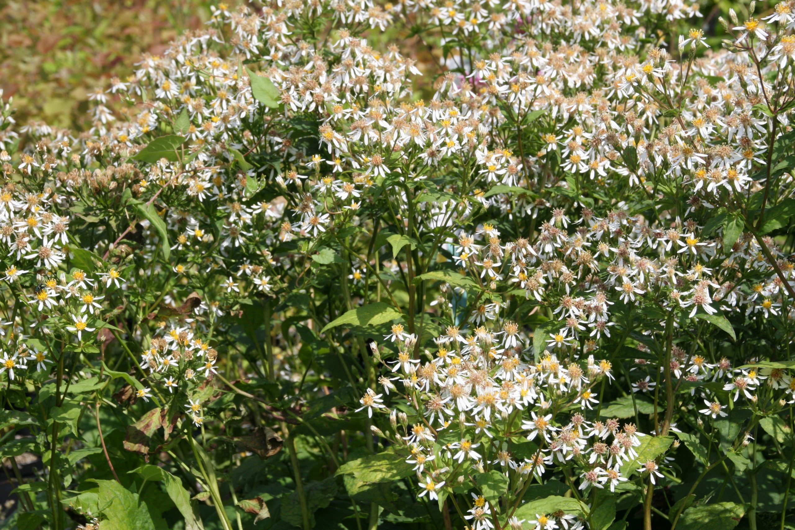 Aster macrophyllus 'Albus'