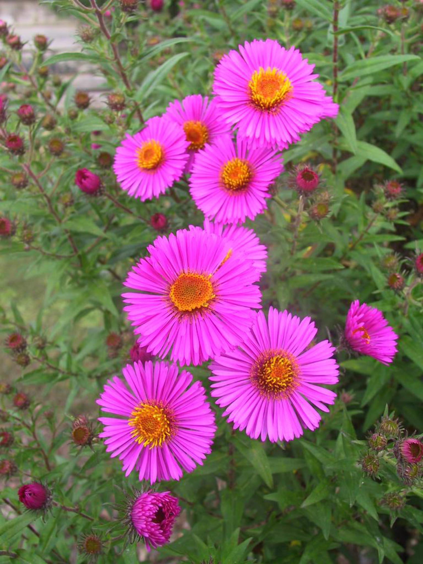 Aster novae-angliae 'Andenken an P.Gerber'