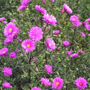 Aster novi-belgii 'Karminkuppel'