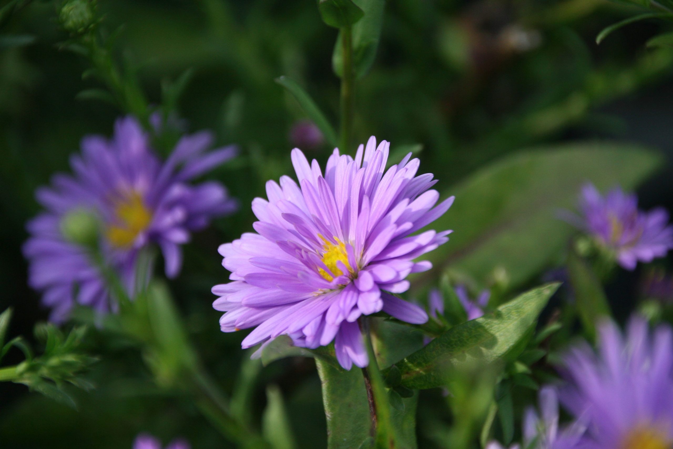 Aster novi-belgii 'Royal Blue'