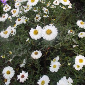 Aster novi-belgii 'White Ladies'