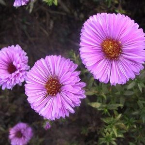 Aster novi-belgii 'Patricia Ballard'