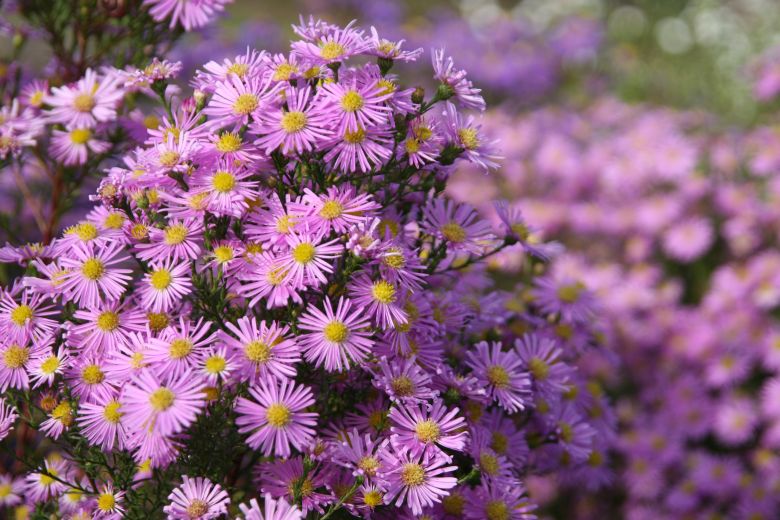 Aster pringlei 'Pink Star'