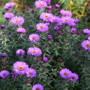 Aster novae-angliae 'Purple Dome'