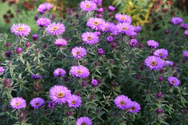 Aster novae-angliae 'Purple Dome'