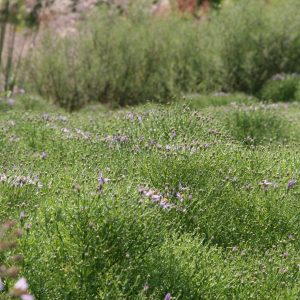 Aster sedifolius 'Nanus'