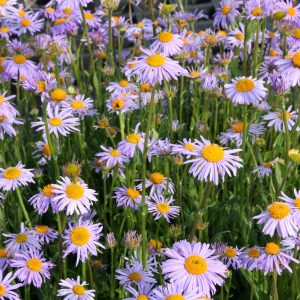 Aster tongolensis 'Wartburgstern'