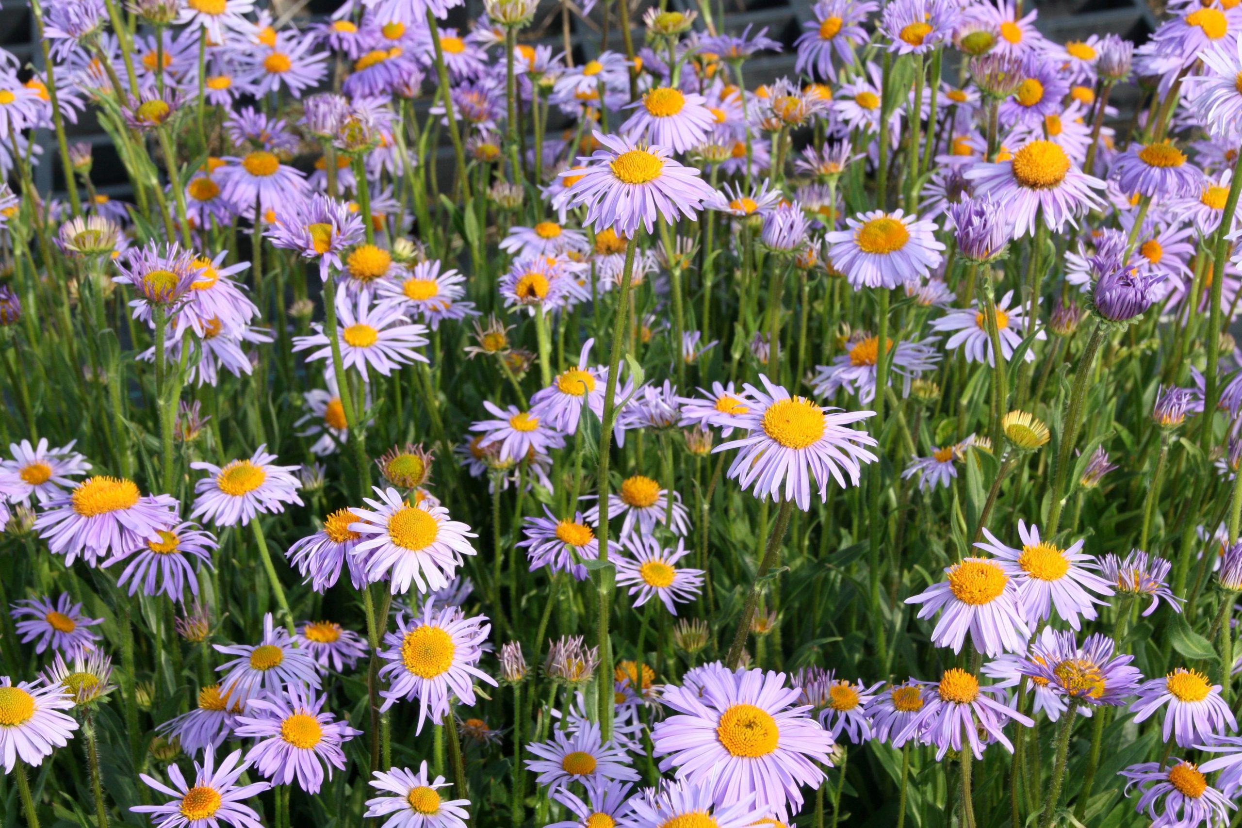 Aster tongolensis 'Wartburgstern'