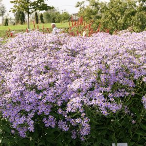Aster x herveyi 'Twilight' (macrophyllus)