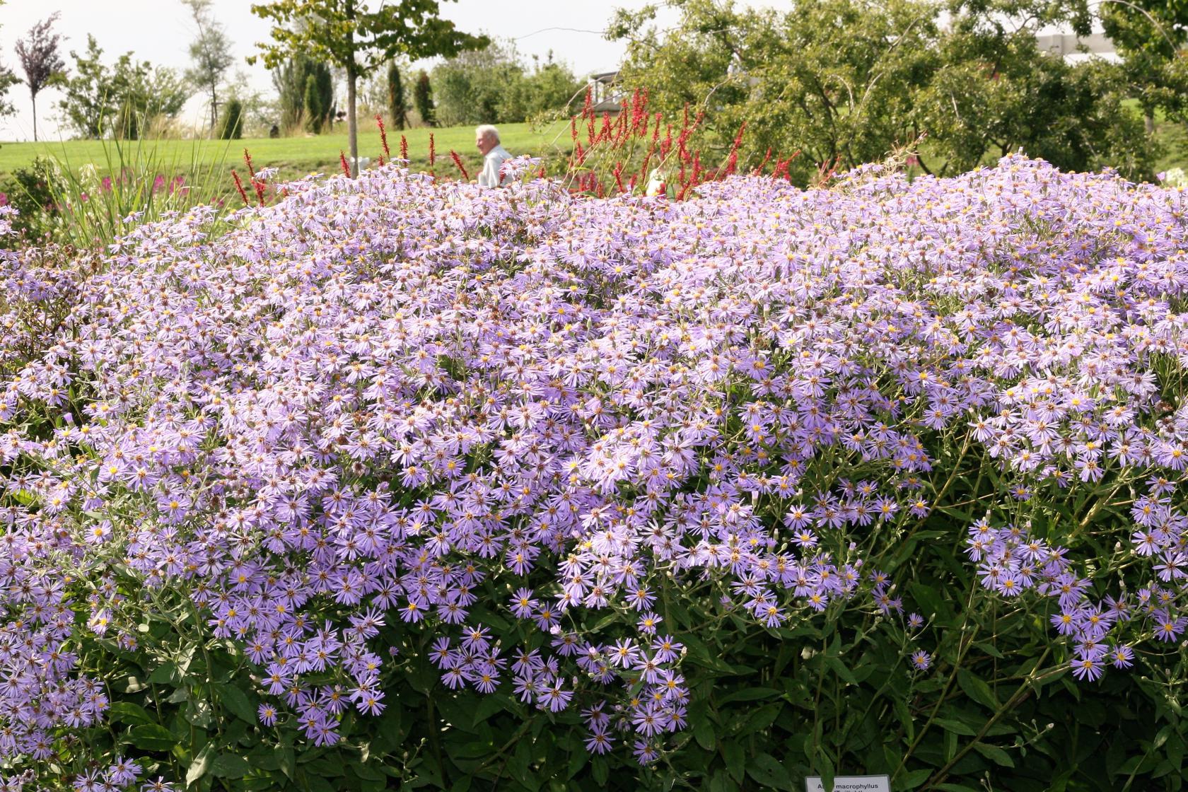 Aster x herveyi 'Twilight' (macrophyllus)