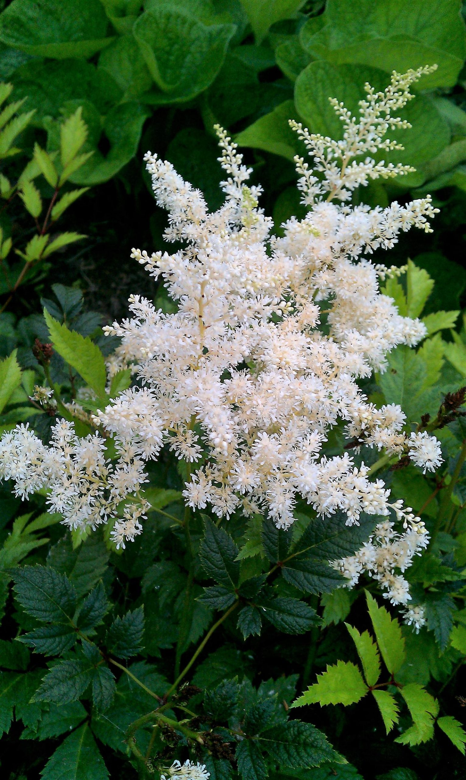 Astilbe x arendsii 'Brautschleier'