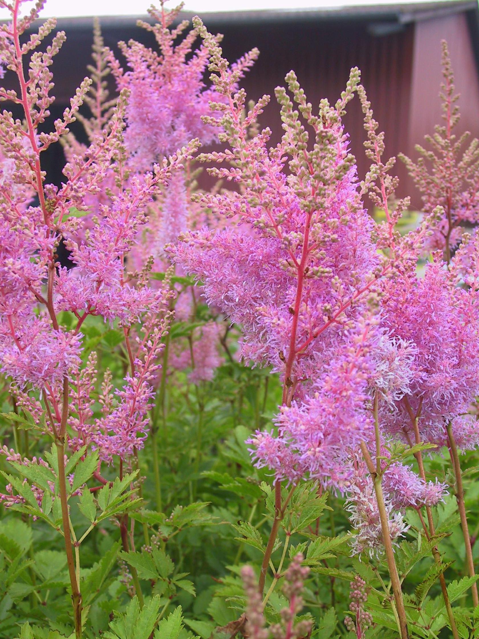 Astilbe x arendsii 'Cattleya'