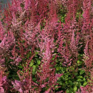 Astilbe chinensis-Hybr.'Veronica Klose'