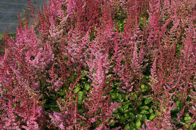 Astilbe chinensis-Hybr.'Veronica Klose'