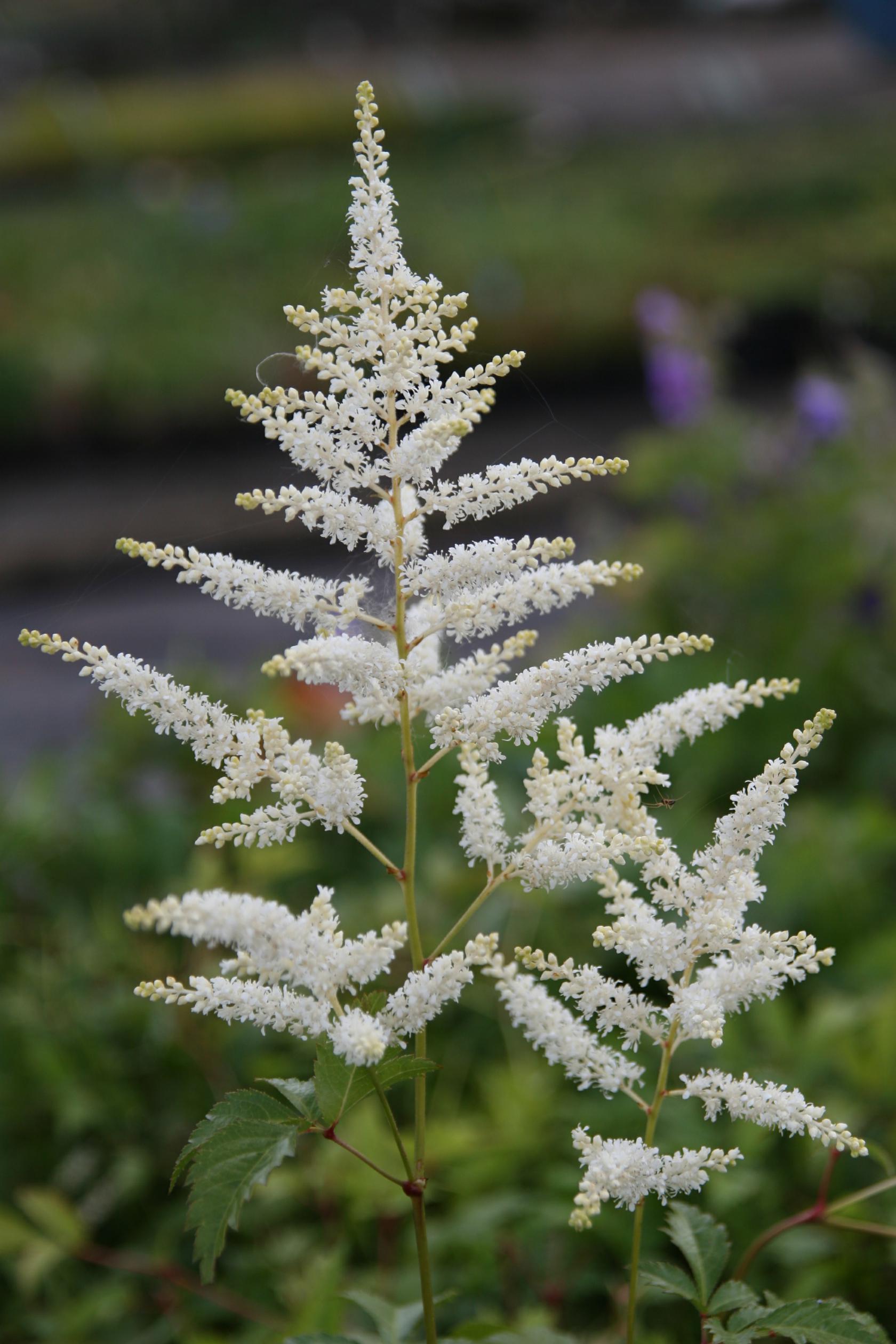 Astilbe japonica 'Deutschland'