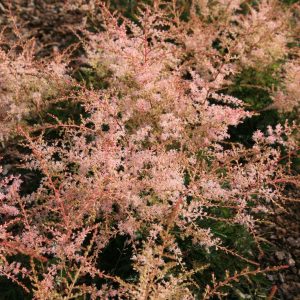 Astilbe glaberrima-Hybr.'Sprite'