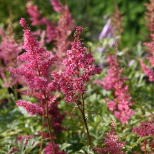 Astilbe japonica 'Bonn'