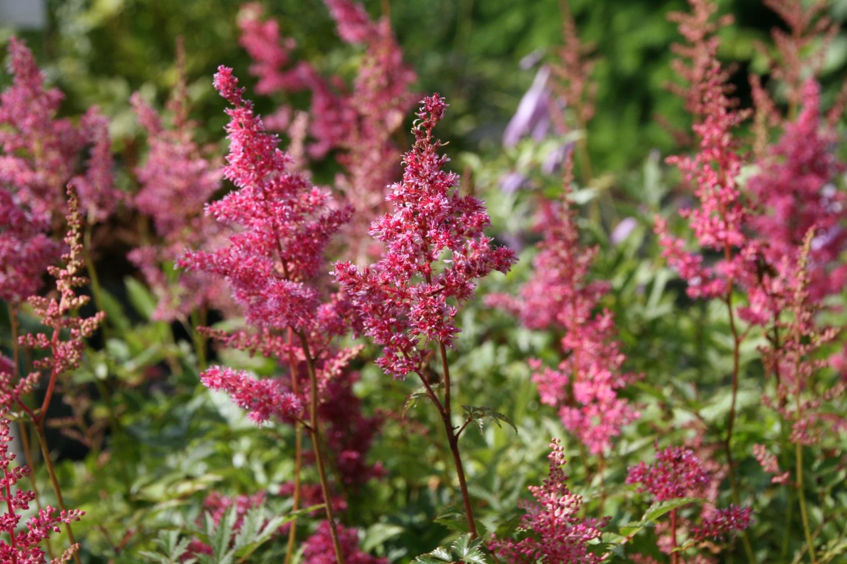 Astilbe japonica 'Bonn'