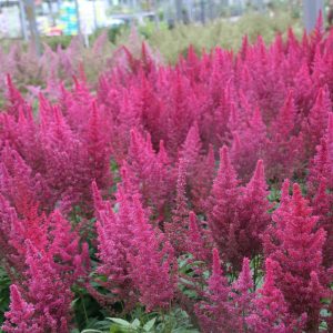 Astilbe x arendsii 'Paul Gaarder'