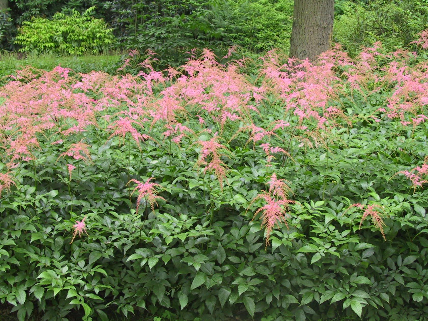 Astilbe thunbergii 'Straußenfeder'
