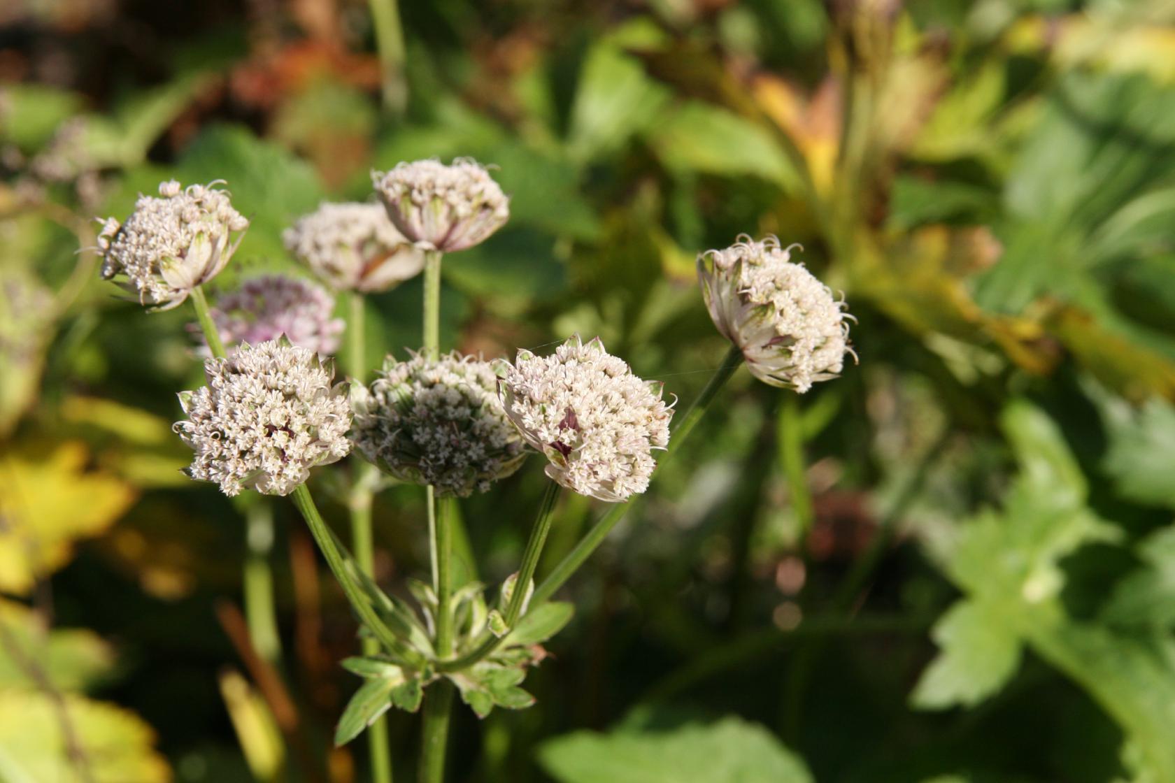 Astrantia major
