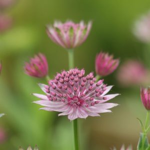 Astrantia major 'Roma' (S)