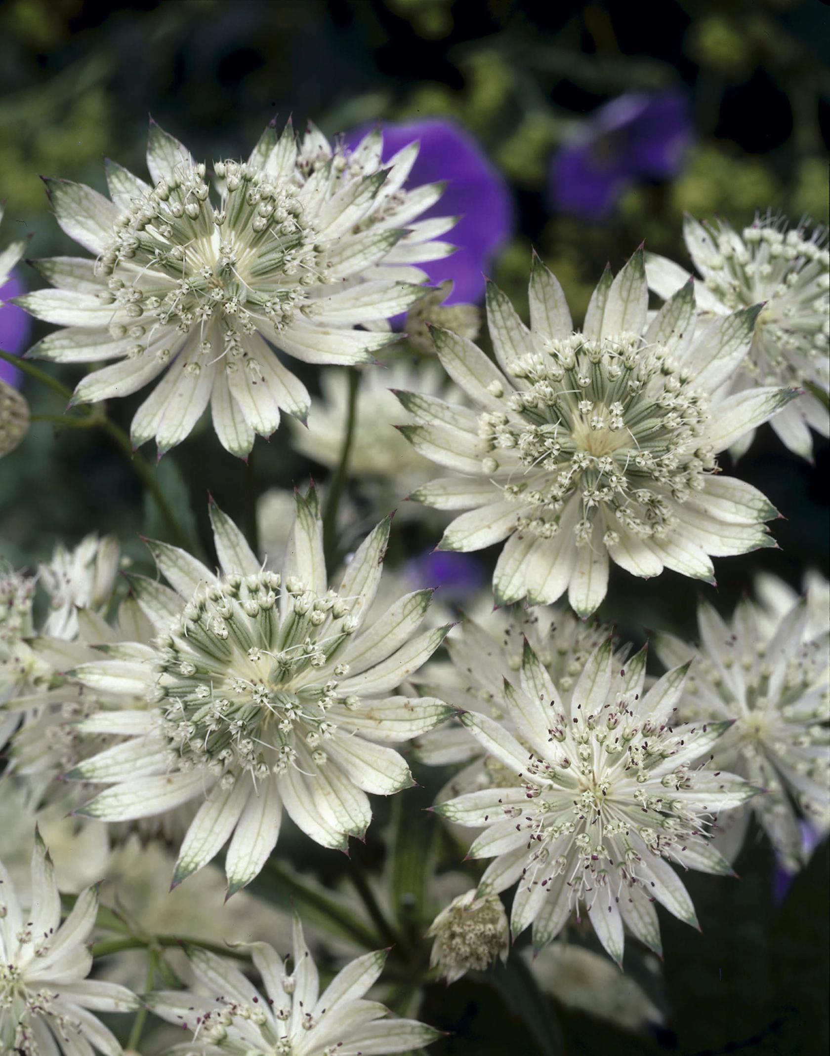 Astrantia major 'Snow Star' (S)