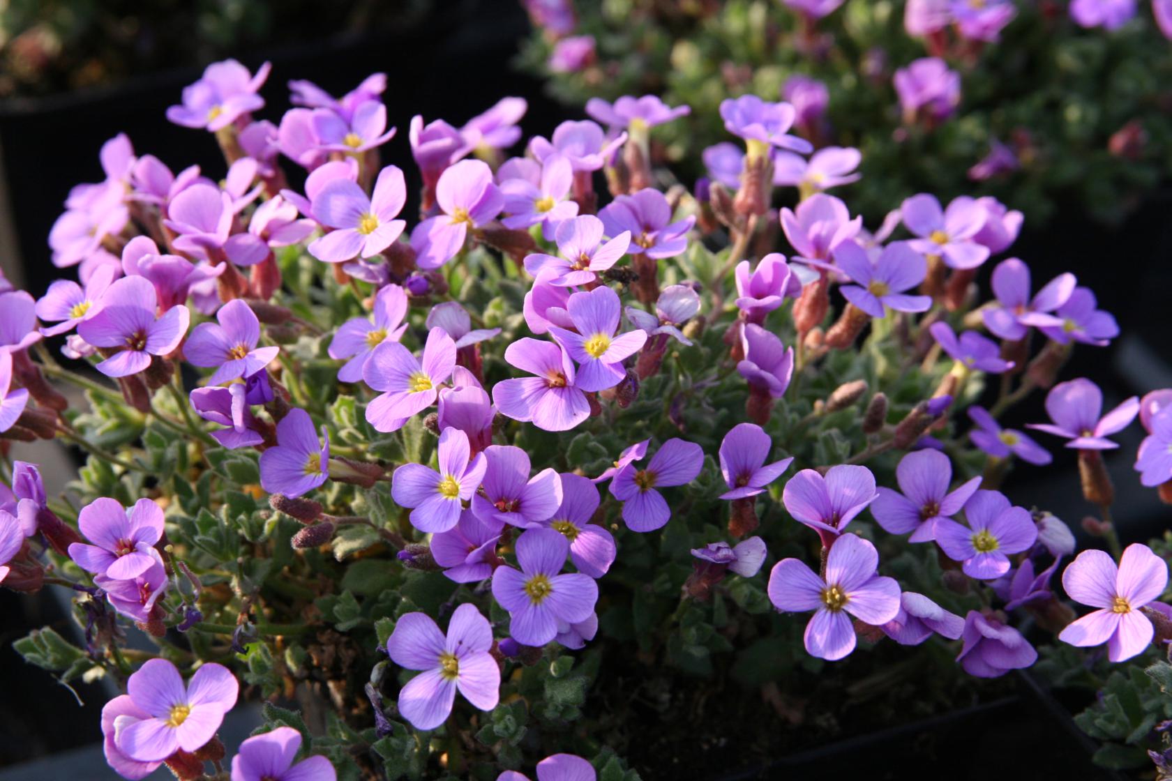 Aubrieta x cultorum 'Tauricula'