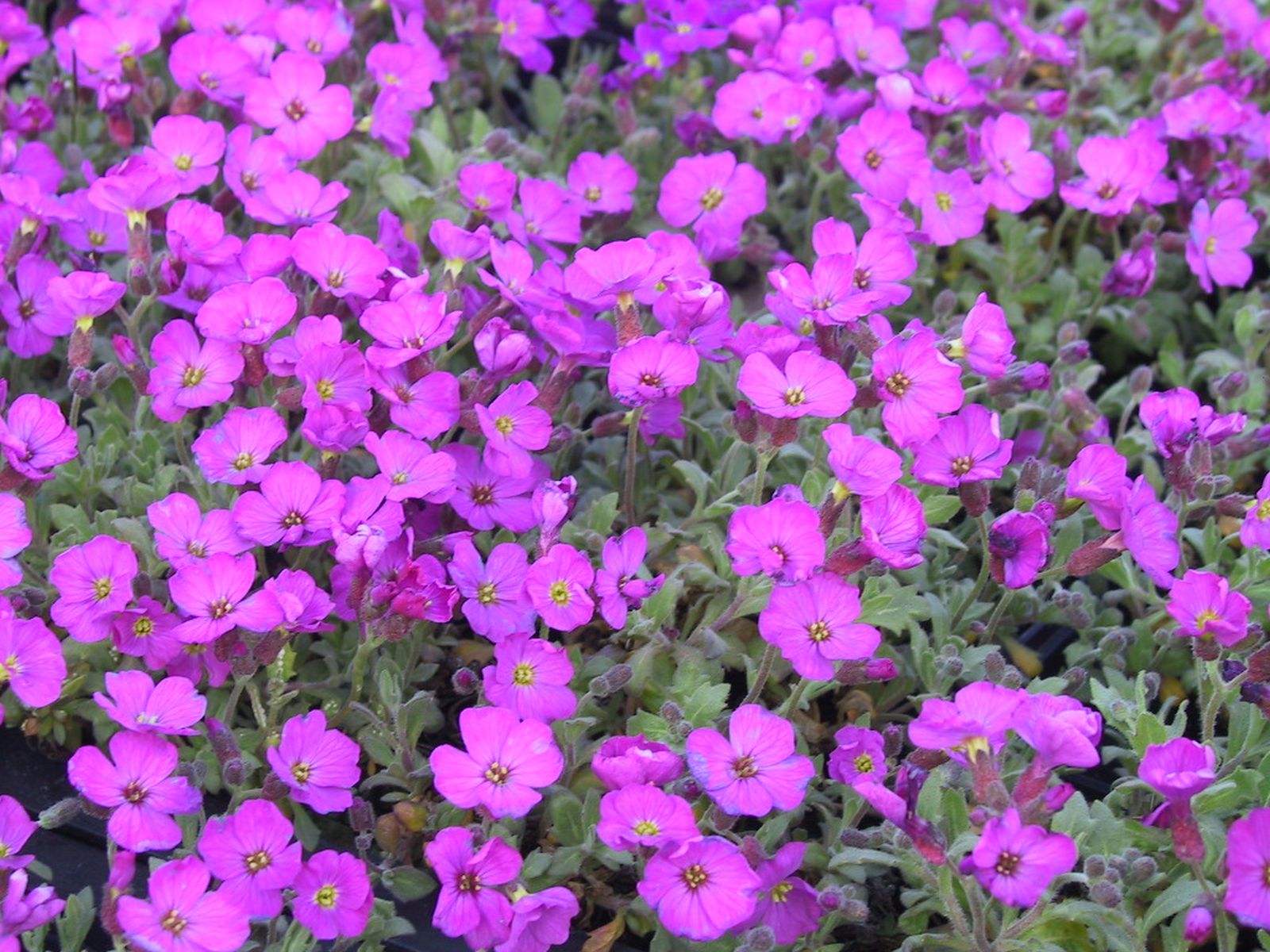 Aubrieta x cult 'Blaumeise'