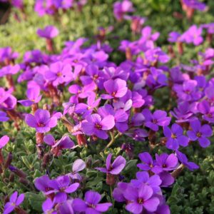 Aubrieta x cult. 'Hamburger Stadtpark'