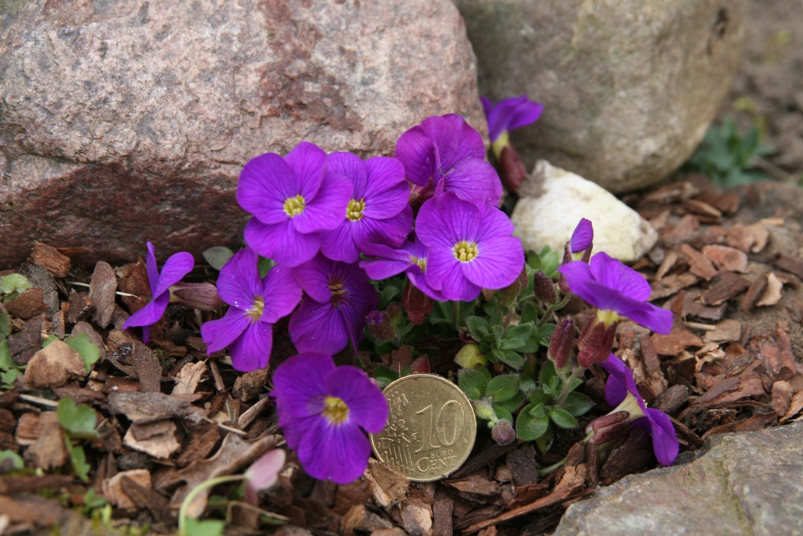 Aubrieta x cult. 'Kitty'