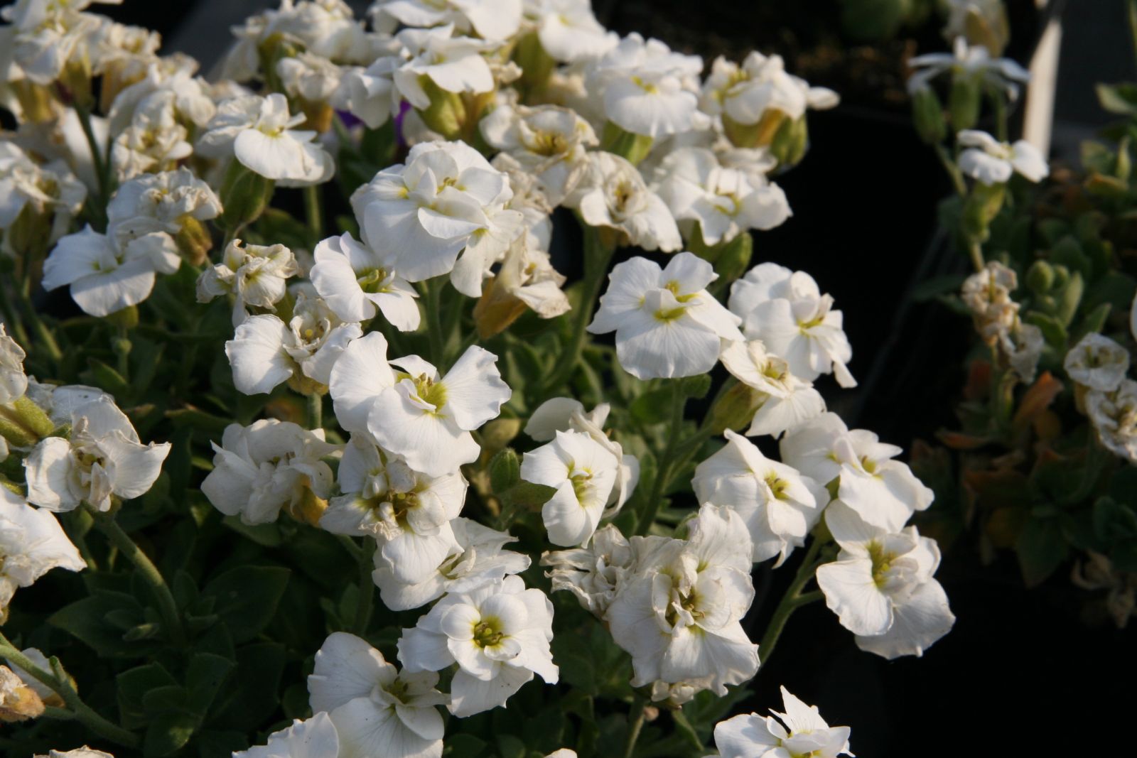 Aubrieta x cult .'Winterberg'