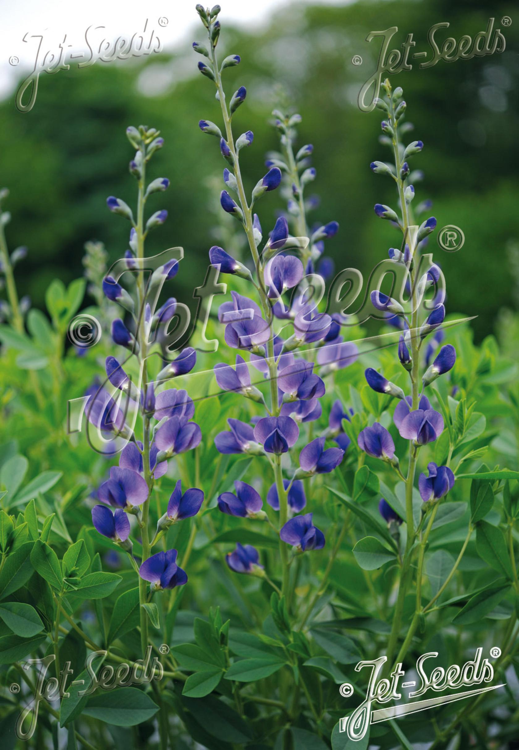 Baptisia australis