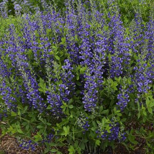 Baptisia x cult. 'Blueberry Sundea' (S)