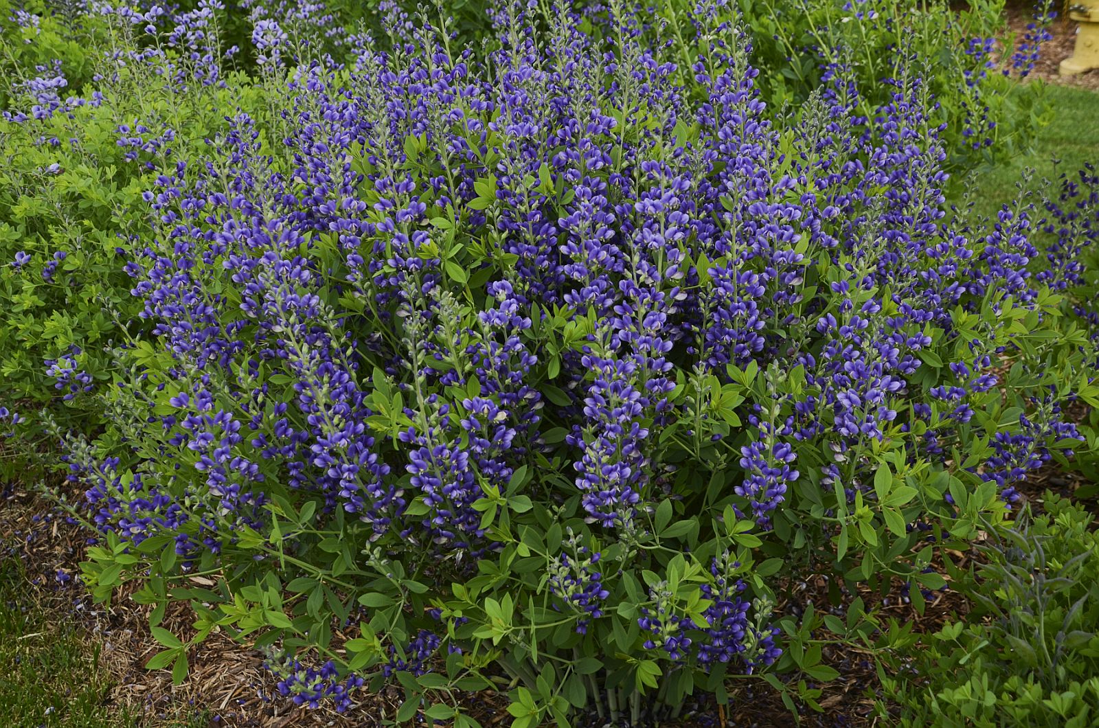 Baptisia x cult. 'Blueberry Sundea' (S)