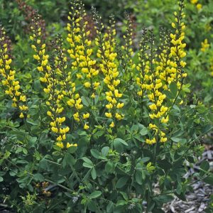 Baptisia x cult. 'Lemon Meringue' (S)
