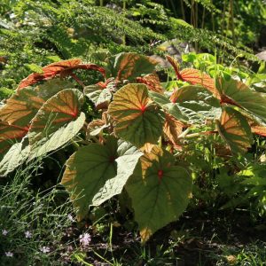 Begonia grandis ssp.evansiana