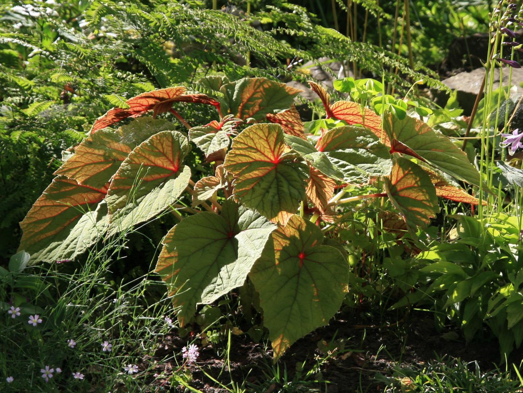 Begonia grandis ssp.evansiana