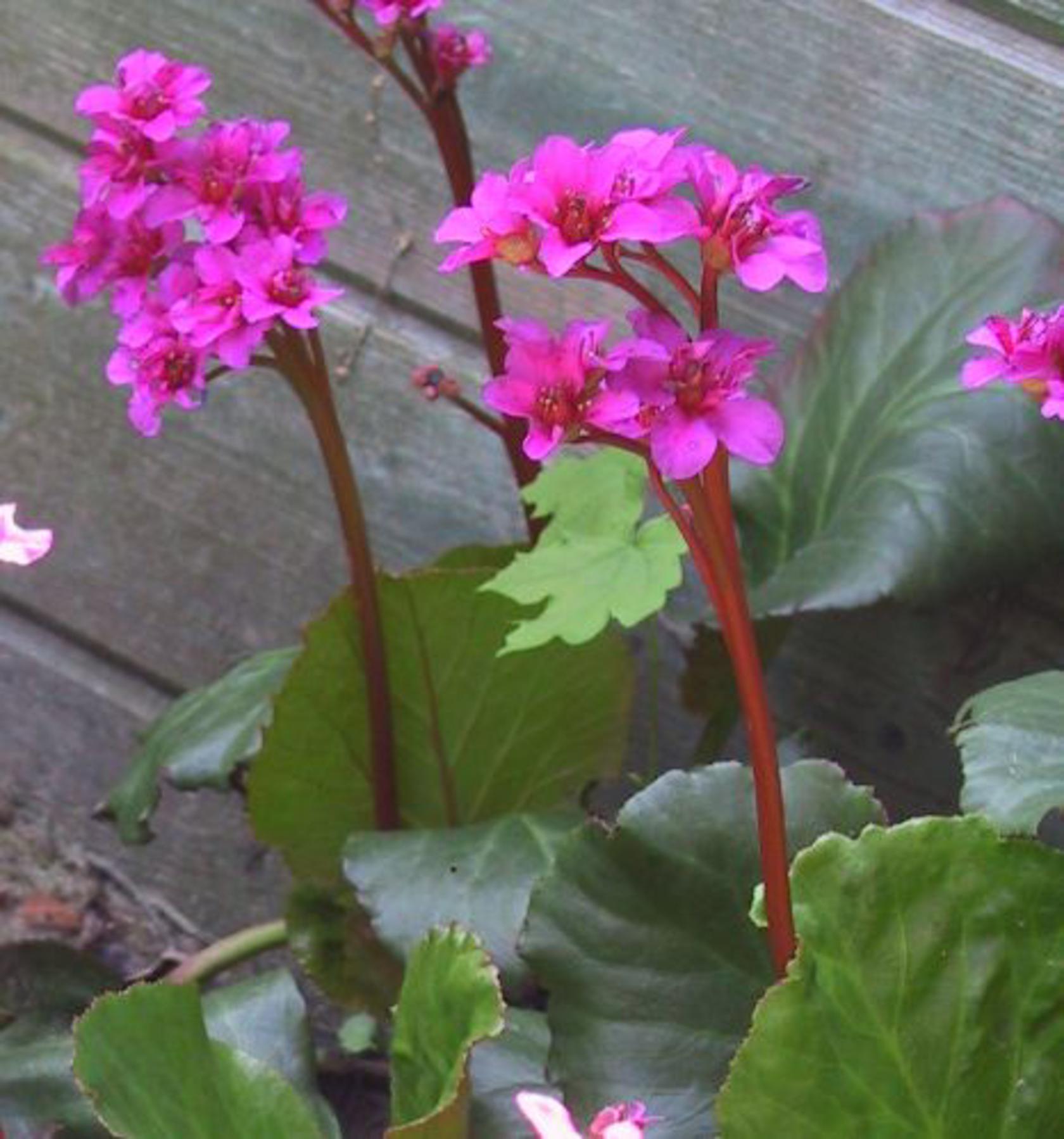 Bergenia cordifolia 'Abendglut'