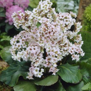 Bergenia cordifolia 'Bressingham White'