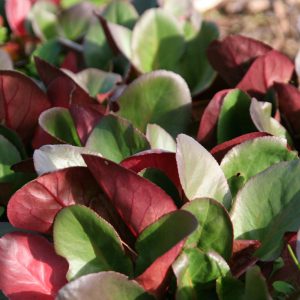 Bergenia cordifolia 'Eroica'  (--Ouvertüre)