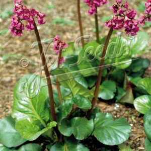 Bergenia cordifolia 'Rotblum'