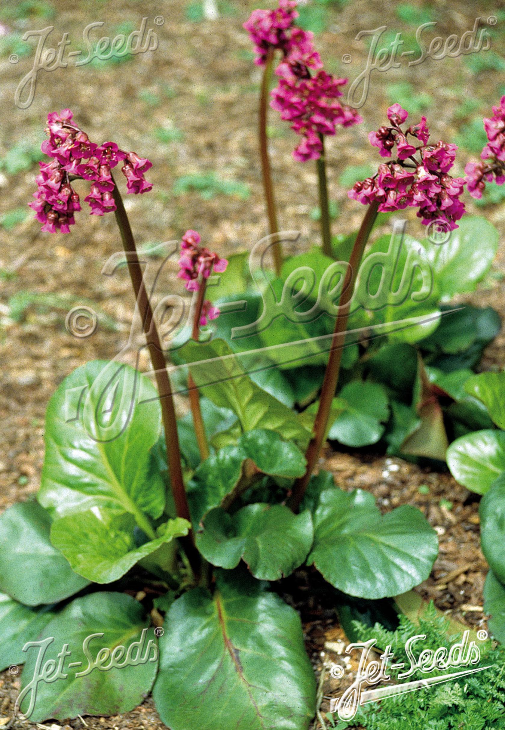 Bergenia cordifolia 'Rotblum'
