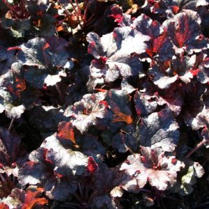 Heuchera micrantha 'Berry Marmelade' (S)