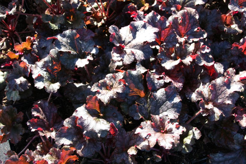 Heuchera micrantha 'Berry Marmelade' (S)
