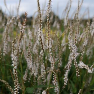 Persicaria amplexicaulis 'Album' (Bistorta)