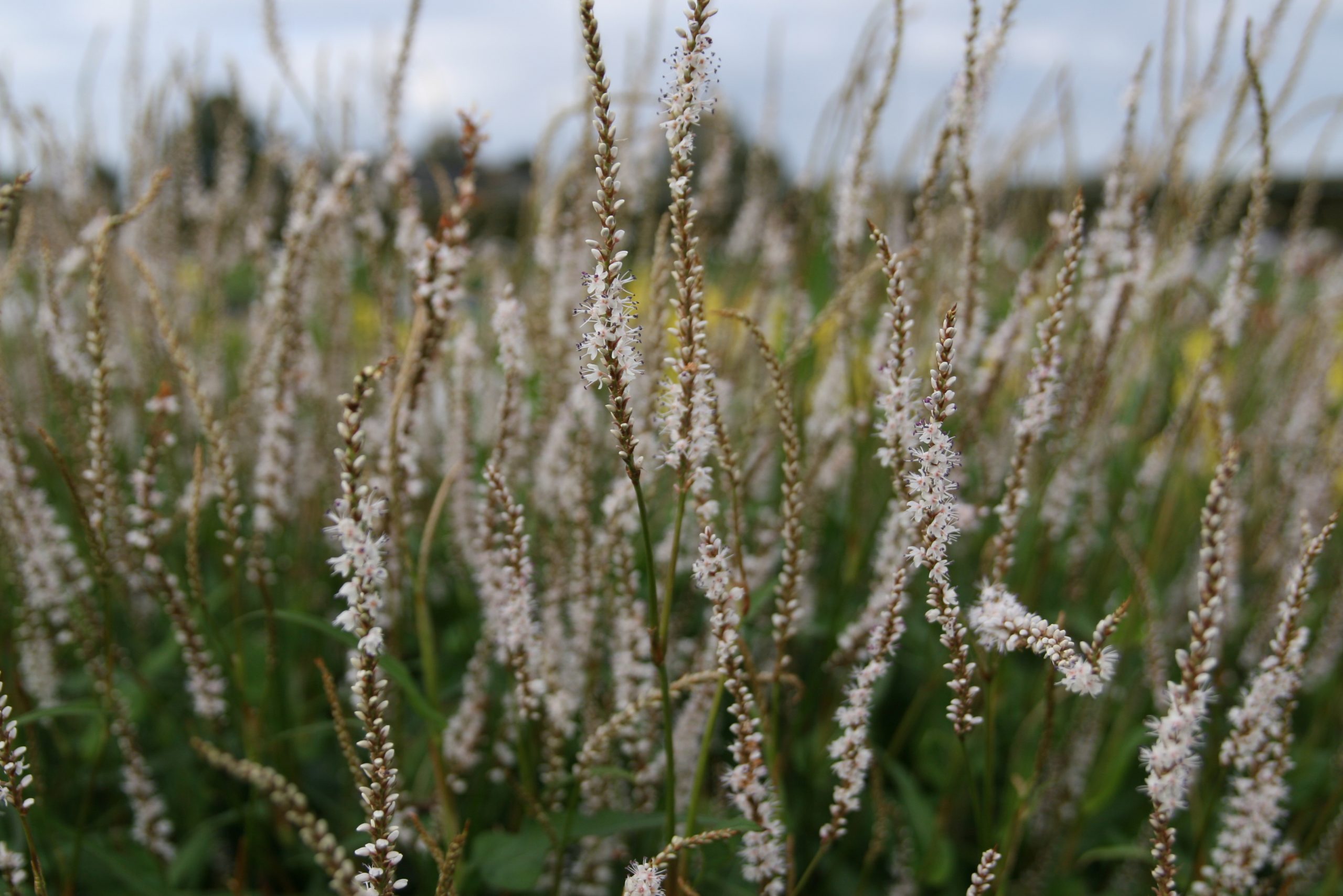 Persicaria amplexicaulis 'Album' (Bistorta)