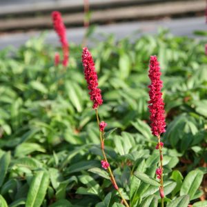 Persicaria affinis 'Darjeeling Red (Bistorta)