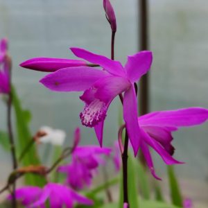Bletilla striata